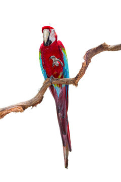 parrot on white background