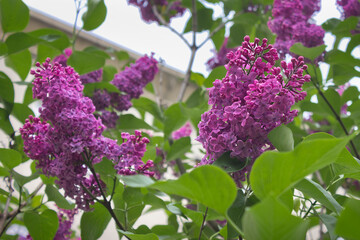 Obraz premium Flowering purple lilac bush close-up. Flowering lilac bush