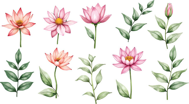 Pink water lily flowers and green stems with leaves