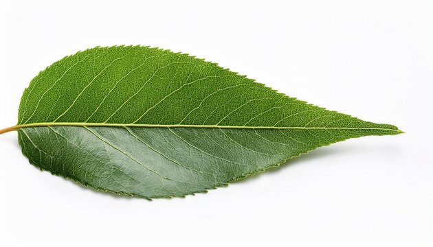 willow tree leaf showing delicate veins isolated on white background