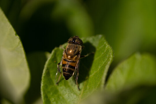 Detailed macro photograph of a hoverfly resting on a vibrant green leaf