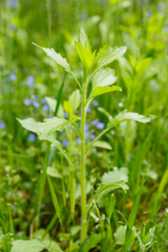 Young annual fleabane Erigeron annuus plant growing in a lush green summer meadow