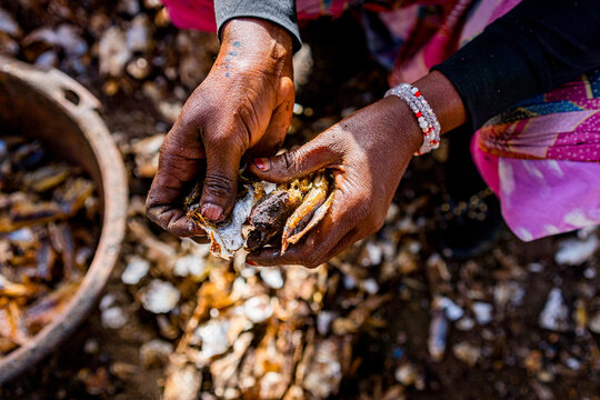 hands of african woman working with dried and smoked fish in Senegal in west africa, part of african diet and protein nutrition for the african population