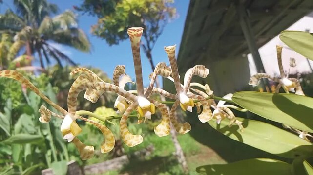 Slow motion shot of exotic brown and yellow twisted orchid flower swaying gently in the wind.