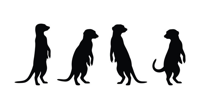 Four meerkat silhouettes in varying poses against a white background a graphic representation meerkats suricate suricates