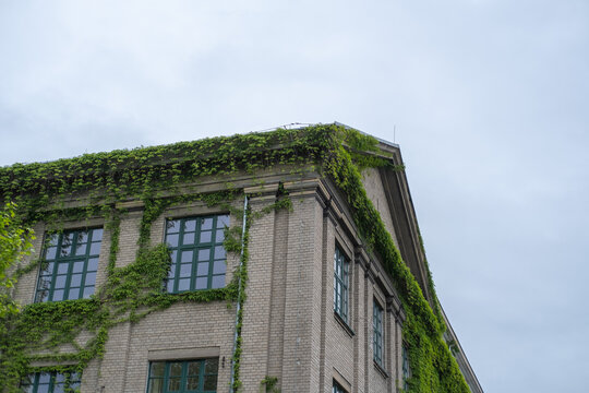 Close up detail of a dried brown weed plant standing against a rough grey textured building facade.