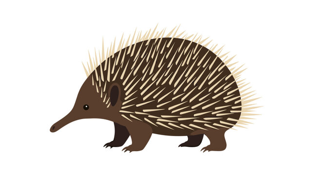Cute echidna vector illustration on white background