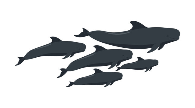 Pod of pilot whales swimming together in a stylized vector illustration