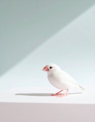Obraz premium 小鳥 文鳥 白