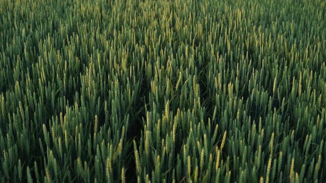 Green wheat field waving in the wind in a stunning top-down aerial shot during a warm summer evening at sunset