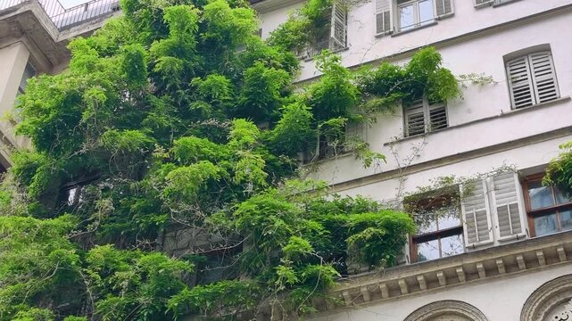 Green vines cover the walls of a building in a city center during the day