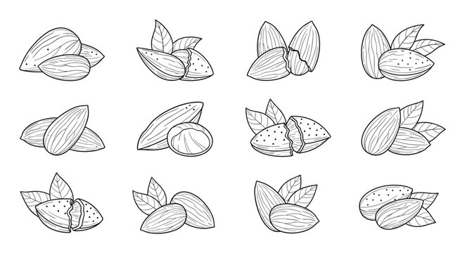 Detailed hand drawn sketches of almonds showing whole nuts, nuts in cracked shells, and green leaves in various groups.