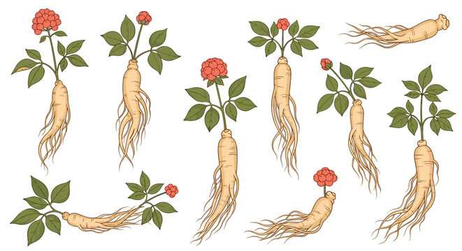 Detailed botanical illustrations of ginseng plants with red berries and roots for herbal medicine and health product design.