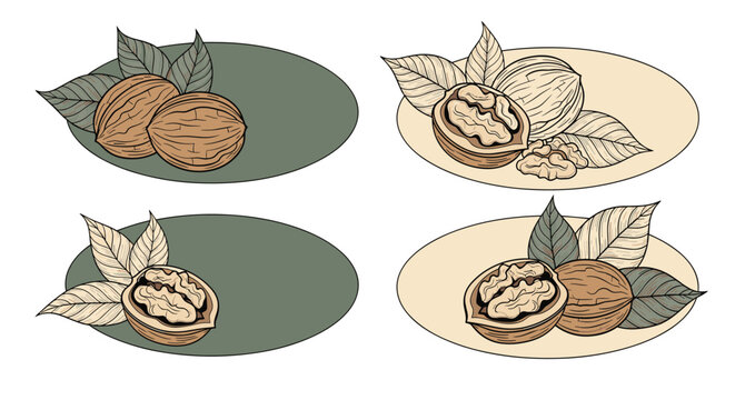 Four elegant oval labels featuring detailed illustrations of whole and halved walnuts with green leaves and a colored base.