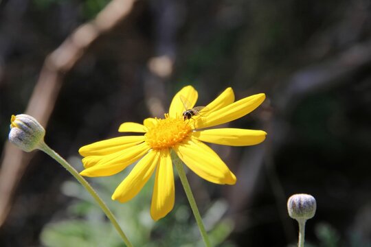 Common Halfband (Melangyna viridiceps) feeding on nectar of daisy bush flower, South Australia