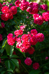 Obraz premium Vertical close-up of vibrant pink rose clusters blooming in the garden.
