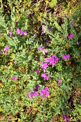 Fototapeta premium Polygala Dazzler in flower, South Australia