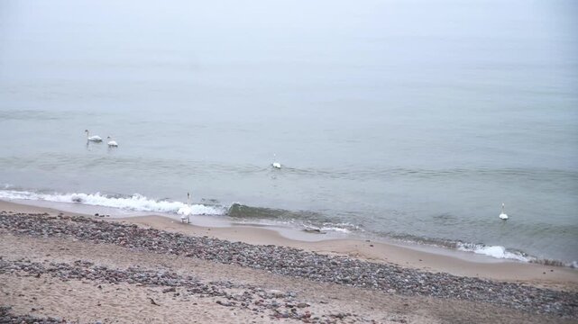 Serene swans gliding along foggy misty seashore with muted pastel tones