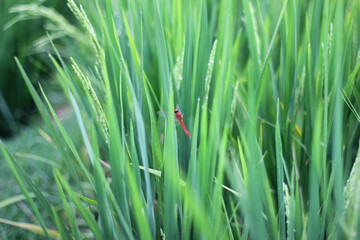 green grass in the morning © Sahwa