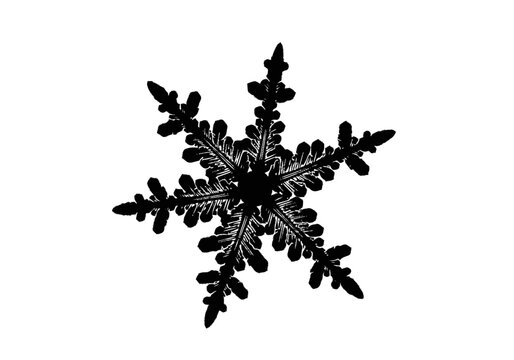 Detailed black snowflake crystal structure.