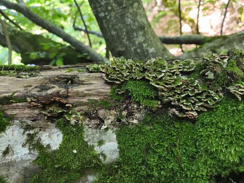 Green moss and bracket fungus growing on a fallen tree log in the forest.
