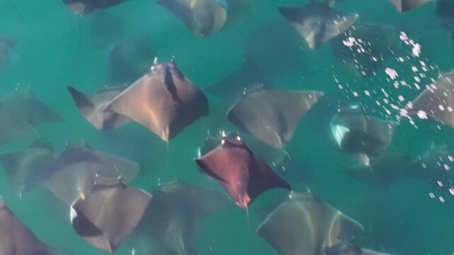Large school of mobula rays jumps and dances in the Sea of Cortez, showcasing their unique behavior in Baja California Sur, Mexico.