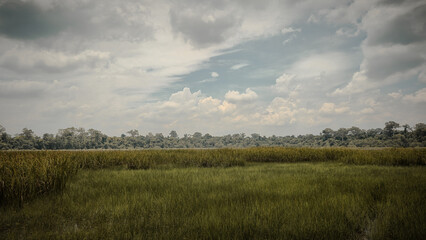 Wide Grassy Wetland with Tall Green and Yellow Grass Forest Edge and Cloudy Sky © Jen