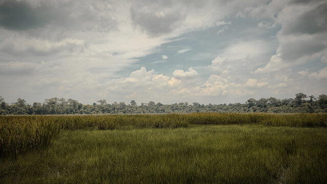 Wide Grassy Wetland with Tall Green and Yellow Grass Forest Edge and Cloudy Sky