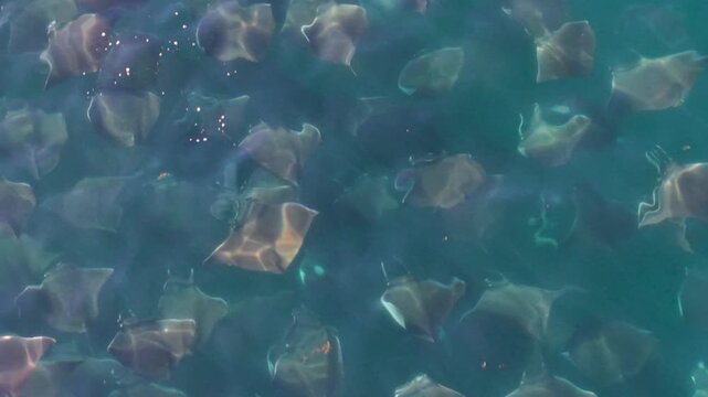 Discover mobula rays leaping and dancing in the Sea of Cortez, showcasing their beauty in Baja California Sur Mexico.