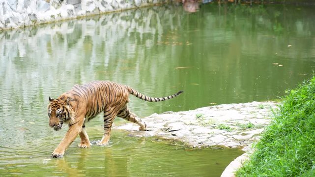 Sumatran tiger walking on a stone path near a pond.