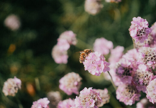Bee hovers near delicate pink flowers. Soft sunlight glows through the petals. Fuzzy blooms cluster in gentle clusters. The bee's wings blur as it flies. Nature's quiet moment captured in detail