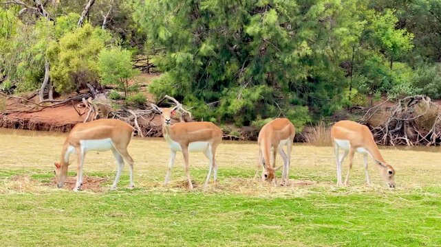 group of impala