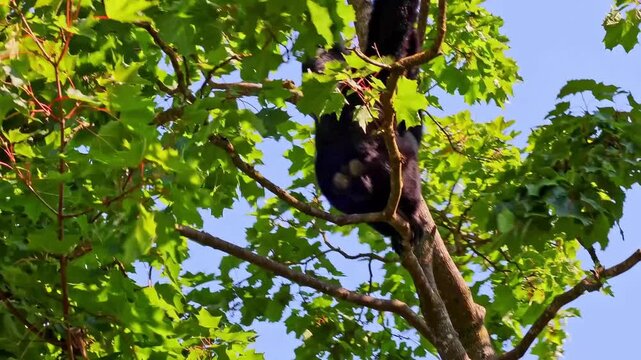 The black-headed spider monkey, Ateles fusciceps is a species of spider monkey, a type of New World monkey, from Central and South America.