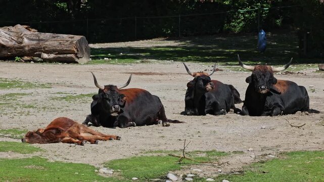 Family of Aurochs, Heck cattle, Bos primigenius taurus, claimed to resemble the extinct aurochs. Domestic highland cattle
