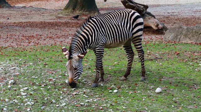 The Hartmann's mountain zebra, Equus zebra hartmannae is a subspecies of the mountain zebra found in far south-western Angola and western Namibia.