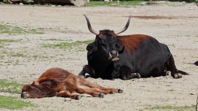 Family of Aurochs, Heck cattle, Bos primigenius taurus, claimed to resemble the extinct aurochs. Domestic highland cattle