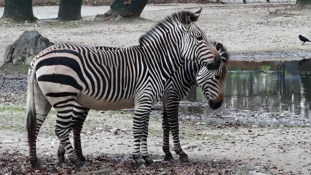 The Hartmann's mountain zebra, Equus zebra hartmannae is a subspecies of the mountain zebra found in far south-western Angola and western Namibia.