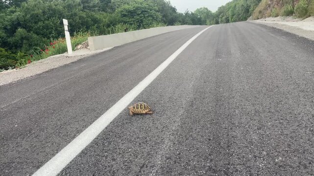 A fascinating close-up of a wild land tortoise slowly crossing a grey asphalt road. Warm sunlight details its textured shell against the modern highway. High quality 4k footage