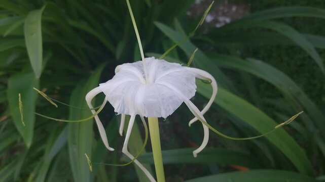 Elegant white hymenocallis spider lily flower in the home garden