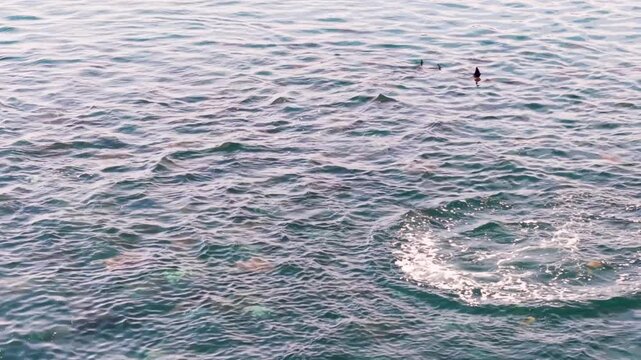Watch mobula rays leap and dance in the Sea of Cortez in Baja California Sur Mexico showcasing their natural behavior and beauty.