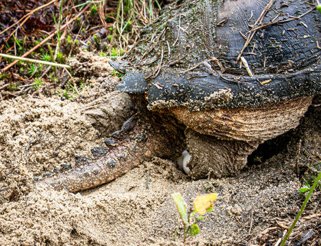 snapping turtle chelydra laying eggs in sand tail rear view