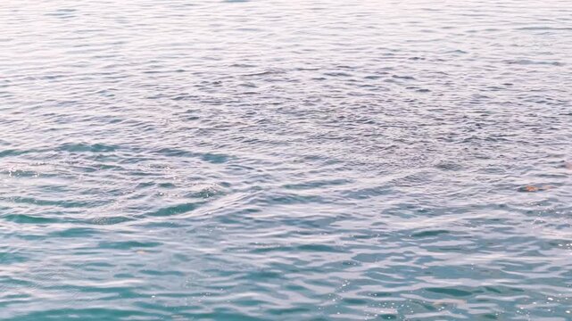 Large school of mobula rays jumps and splashes in clear water of Sea of Cortez in Baja California Sur Mexico.