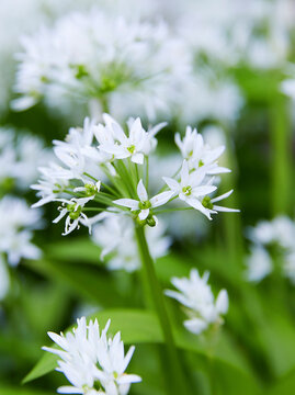 Wild garlic blossoms in full spring bloom &mdash; delicate white flowers signaling peak foraging season.