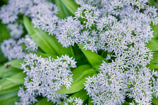 Wild garlic blossoms in full spring bloom &mdash; delicate white flowers signaling peak foraging season.
