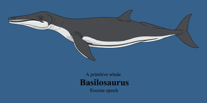 Basilosaurus, primitive whale illustration from Eocene epoch, ancient marine mammal.