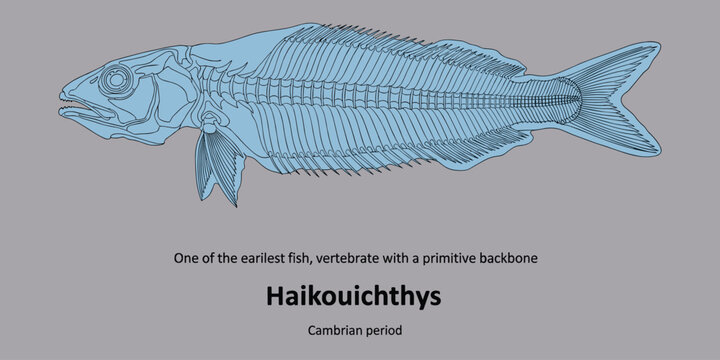 Haikouichthys skeleton, earliest fish vertebrate with primitive backbone from Cambrian period.