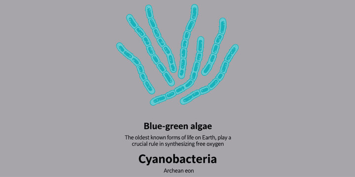 Cyanobacteria blue green algae illustration, oldest life forms synthesizing oxygen.