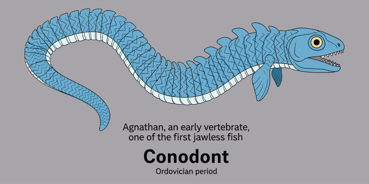 Conodont, agnathan, early jawless fish from Ordovician period.