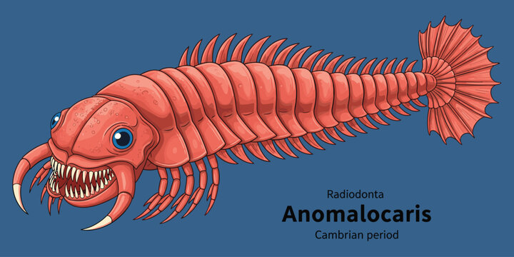 Anomalocaris radiodonta Cambrian period ancient marine arthropod isolated on blue.