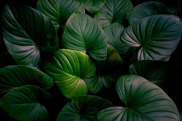 Luxury green leaf texture, Tropical rainforest foliage and botanical green pattern with dark shadows. © pernsanitfoto